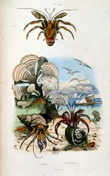 Botanische en zoölogische illustratie door F. E. Guerin. Uit Dictionnaire pittoresque d