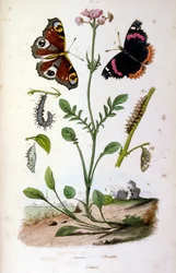 Botanische en zoölogische illustratie door F. E. Guerin. Uit Dictionnaire pittoresque d
