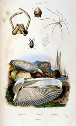 Botanische en zoölogische illustratie door F. E. Guerin. Uit Dictionnaire pittoresque d
