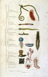 Botanische en zoölogische illustratie door F. E. Guerin. Uit Dictionnaire pittoresque d