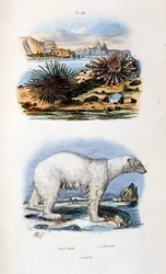 Botanische en zoölogische illustratie door F. E. Guerin. Uit Dictionnaire pittoresque d