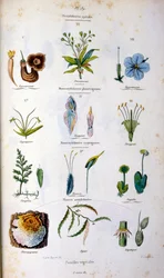 Botanische en zoölogische illustratie door F. E. Guerin. Uit Dictionnaire pittoresque d