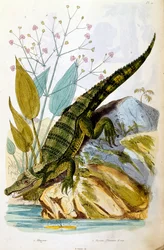 Botanische en zoölogische illustratie door F. E. Guerin. Uit Dictionnaire pittoresque d