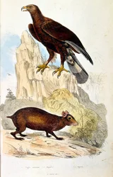Botanische en zoölogische illustratie door F. E. Guerin. Uit Dictionnaire pittoresque d