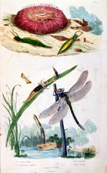 Botanische en zoölogische illustratie door F. E. Guerin. Uit Dictionnaire pittoresque d