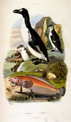 Botanische en zoölogische illustratie door F. E. Guerin. Uit Dictionnaire pittoresque d
