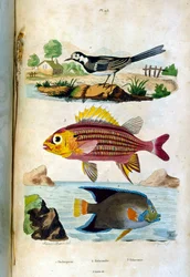 Botanische en zoölogische illustratie door F. E. Guerin. Uit Dictionnaire pittoresque d