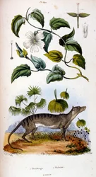 Botanische en zoölogische illustratie door F. E. Guerin. Uit Dictionnaire pittoresque d