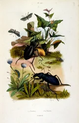 Botanische en zoölogische illustratie door F. E. Guerin. Uit Dictionnaire pittoresque d