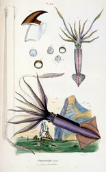 Botanische en zoölogische illustratie door F. E. Guerin. Uit Dictionnaire pittoresque d
