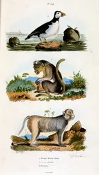Botanische en zoölogische illustratie door F. E. Guerin. Uit Dictionnaire pittoresque d