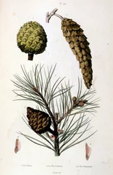 Botanische en zoölogische illustratie door F. E. Guerin. Uit Dictionnaire pittoresque d