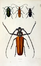 Botanische en zoölogische illustratie door F. E. Guerin. Uit Dictionnaire pittoresque d