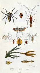 Botanische en zoölogische illustratie door F. E. Guerin. Uit Dictionnaire pittoresque d