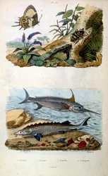 Botanische en zoölogische illustratie door F. E. Guerin. Uit Dictionnaire pittoresque d