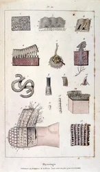 Botanische en zoölogische illustratie door F. E. Guerin. Uit Dictionnaire pittoresque d