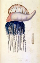 Botanische en zoölogische illustratie door F. E. Guerin. Uit Dictionnaire pittoresque d