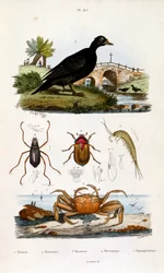 Botanische en zoölogische illustratie door F. E. Guerin. Uit Dictionnaire pittoresque d