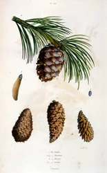 Botanische en zoölogische illustratie door F. E. Guerin. Uit Dictionnaire pittoresque d