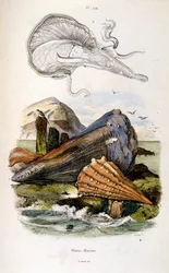 Botanische en zoölogische illustratie door F. E. Guerin. Uit Dictionnaire pittoresque d