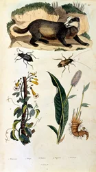 Botanische en zoölogische illustratie door F. E. Guerin. Uit Dictionnaire pittoresque d