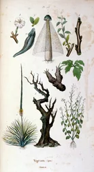 Botanische en zoölogische illustratie door F. E. Guerin. Uit Dictionnaire pittoresque d