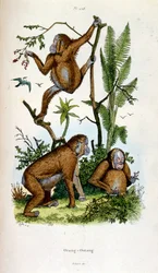 Botanische en zoölogische illustratie door F. E. Guerin. Uit Dictionnaire pittoresque d