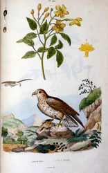 Botanische en zoölogische illustratie door F. E. Guerin. Uit Dictionnaire pittoresque d