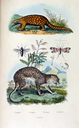 Botanische en zoölogische illustratie door F. E. Guerin. Uit Dictionnaire pittoresque d