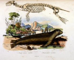 Botanische en zoölogische illustratie door F. E. Guerin. Uit Dictionnaire pittoresque d
