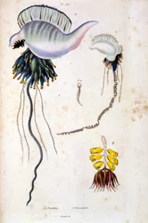 Botanische en zoölogische illustratie door F. E. Guerin. Uit Dictionnaire pittoresque d