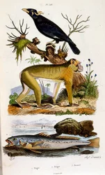 Botanische en zoölogische illustratie door F. E. Guerin. Uit Dictionnaire pittoresque d