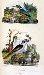 Botanische en zoölogische illustratie door F. E. Guerin. Uit Dictionnaire pittoresque d