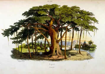 Botanische en zoölogische illustratie door F. E. Guerin. Uit Dictionnaire pittoresque d