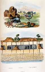 Botanische en zoölogische illustratie door F. E. Guerin. Uit Dictionnaire pittoresque d