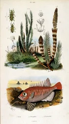 Botanische en zoölogische illustratie door F. E. Guerin. Uit Dictionnaire pittoresque d