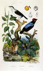 Botanische en zoölogische illustratie door F. E. Guerin. Uit Dictionnaire pittoresque d