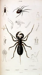 Botanische en zoölogische illustratie door F. E. Guerin. Uit Dictionnaire pittoresque d