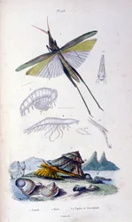 Botanische en zoölogische illustratie door F. E. Guerin. Uit Dictionnaire pittoresque d