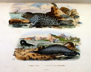 Botanische en zoölogische illustratie door F. E. Guerin. Uit Dictionnaire pittoresque d