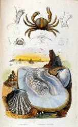 Botanische en zoölogische illustratie door F. E. Guerin. Uit Dictionnaire pittoresque d