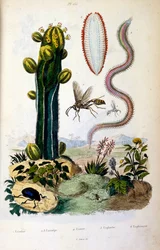 Botanische en zoölogische illustratie door F. E. Guerin. Uit Dictionnaire pittoresque d