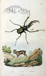 Botanische en zoölogische illustratie door F. E. Guerin. Uit Dictionnaire pittoresque d
