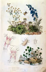 Botanische en zoölogische illustratie door F. E. Guerin. Uit Dictionnaire pittoresque d