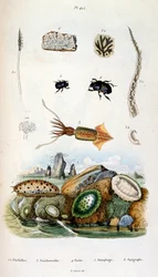 Botanische en zoölogische illustratie door F. E. Guerin. Uit Dictionnaire pittoresque d