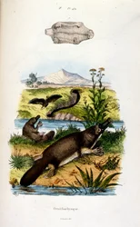 Botanische en zoölogische illustratie door F. E. Guerin. Uit Dictionnaire pittoresque d