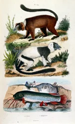 Botanische en zoölogische illustratie door F. E. Guerin. Uit Dictionnaire pittoresque d