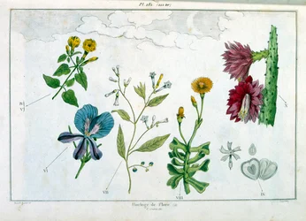 Botanische illustratie door F. E. Guerin. Uit Dictionnaire pittoresque d