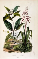 Botanische illustratie door F. E. Guerin. Uit Dictionnaire pittoresque d