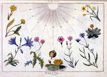 Botanische illustratie door F. E. Guerin. Uit Dictionnaire pittoresque d